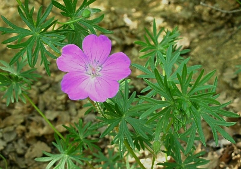 Geranium sanguineum / Geranio sanguigno